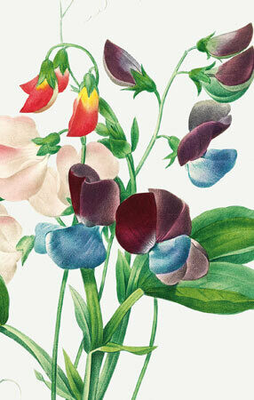 Say it with Flowers - Sweetpeas