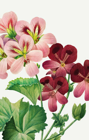 Say it with Flowers - Geranium