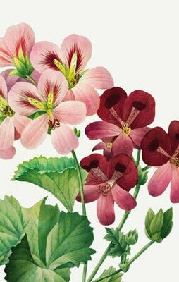 Say it with Flowers - Geranium
