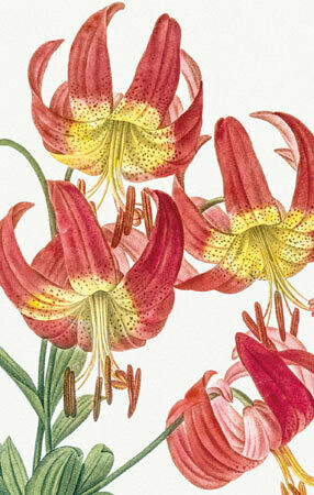 Say it with Flowers - Red Lily