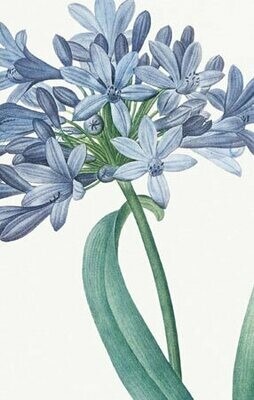 Say it with Flowers - Agapanthus