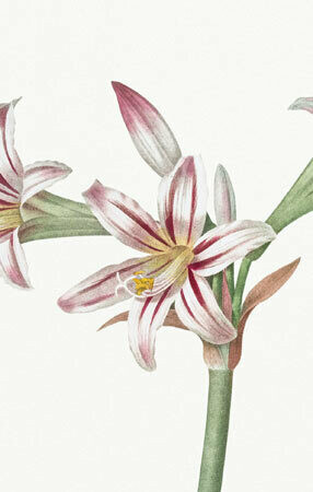 Say it with Flowers - Amarylis