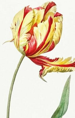 Say it with Flowers - Tulip