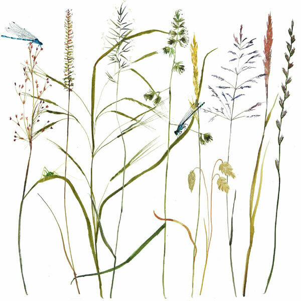 Grasses by Annabel Langrish
