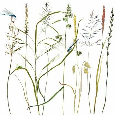 Grasses by Annabel Langrish