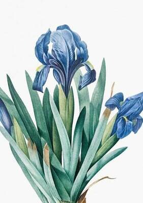 Say it with Flowers - Blue Iris