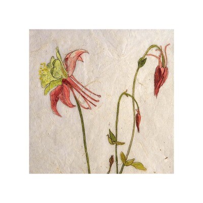 Aquilegia by Annabel Langrish