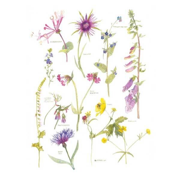Penny Silverthorne - botanical study