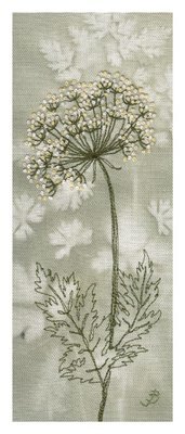 Jo Butcher - cow parsley