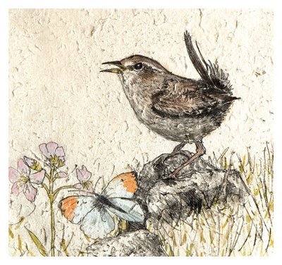 Annabel Langrish - wren
