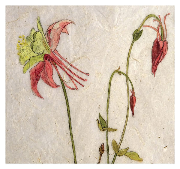 Annabel Langrish - columbine