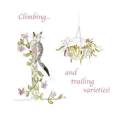 Garden Cats - Climbing