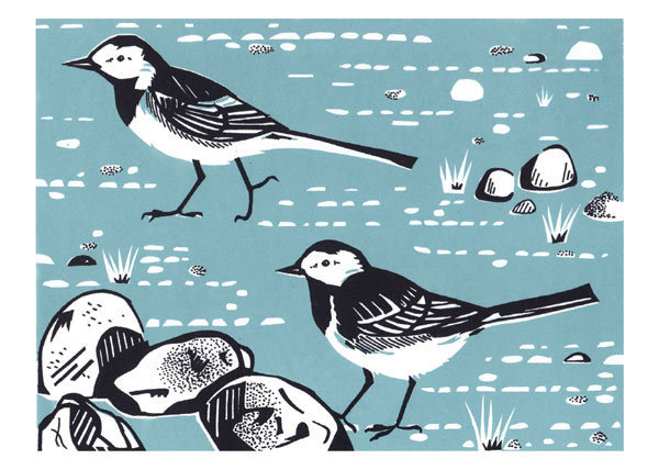 Catherine Bowdler - pied wagtails