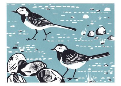 Catherine Bowdler - pied wagtails
