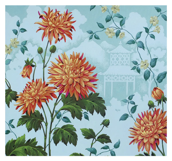 David Wolverson - Orange chrysanthemum