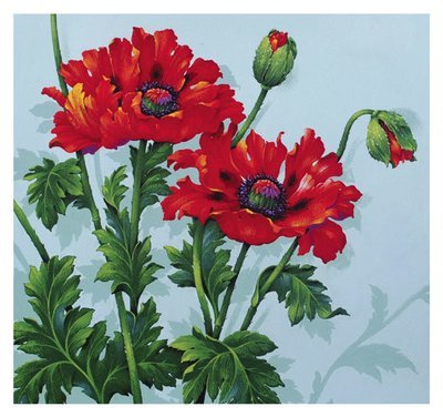 David Wolverson - red poppies