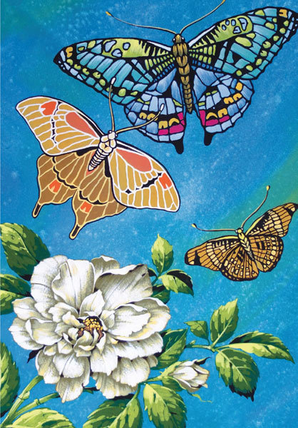 David Wolverson - butterflies and flower