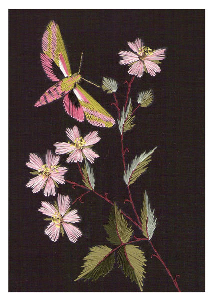 Helen M. Stevens - pink flowers and Elephant Hawk-moth