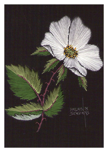 Helen M. Stevens - White Rose