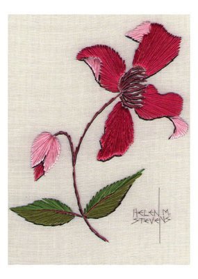 Helen M. Stevens - Pink Clematis