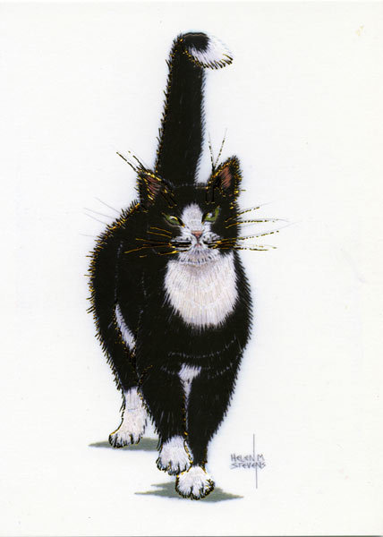 Helen M. Stevens - Tuxedo cat