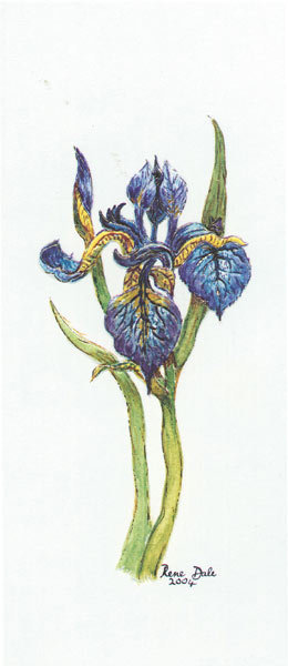 Blue iris