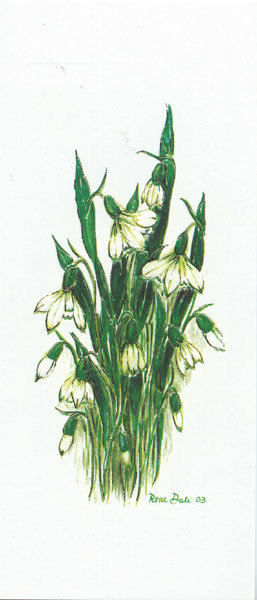 Snowdrops