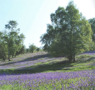 Bluebells on the Malvern Hills