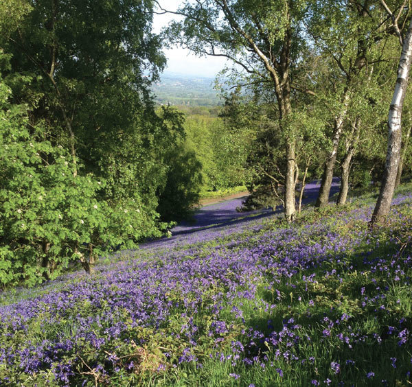 Bluebells in the Malverns