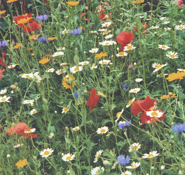 Wildflowers