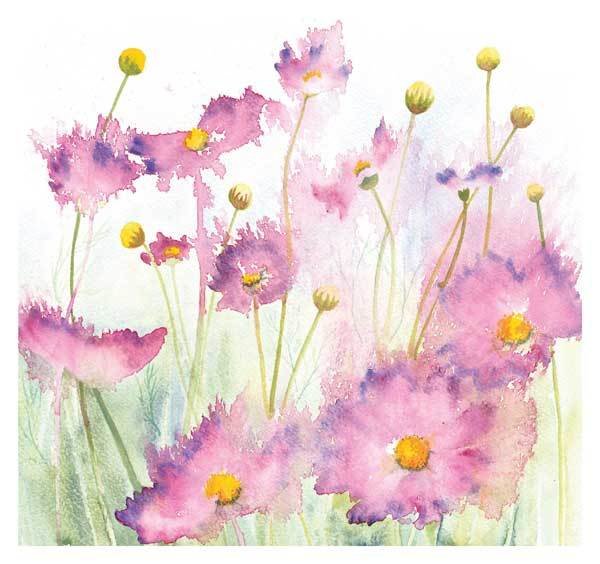 Penny Silverthorne - pink cosmos