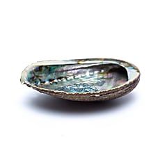 Grüne Abalone Smudge Muschel Haliotis Fulgens