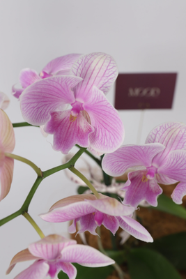 Luxury Flowers