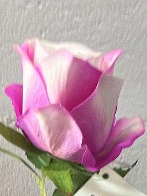 Hot Pinkish White - Single Stem Velvet Rose 7cm Small 51cm