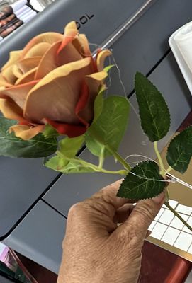 Single stem brown rose