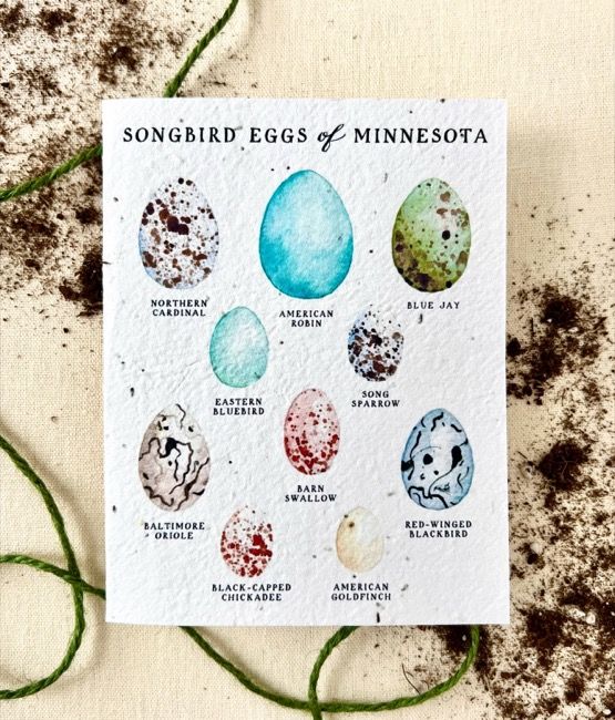 Seed Card &quot;Songbird Eggs of Minnesota&quot; Herb Mix Plantable Seed Card White Compostable Cello Sleeves