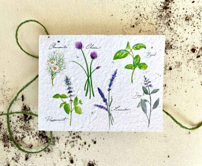 Seed Card Herb Garden Plantable Seed Card Compostable Cello Sleeves White