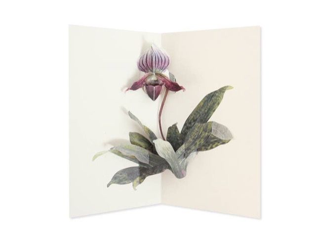 Lady Slipper Orchid Card | UWP Luxe