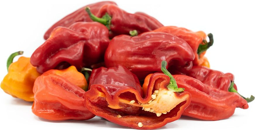 Aleppo Chile