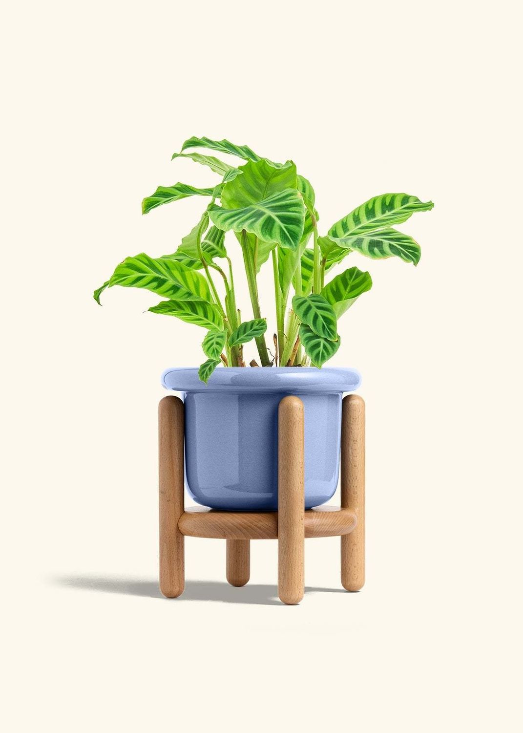 XL (10") Fat Lip Planter in Cornflower | Rooted