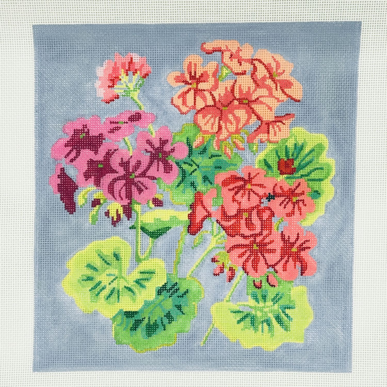 Bright Geraniums on Periwinkle
