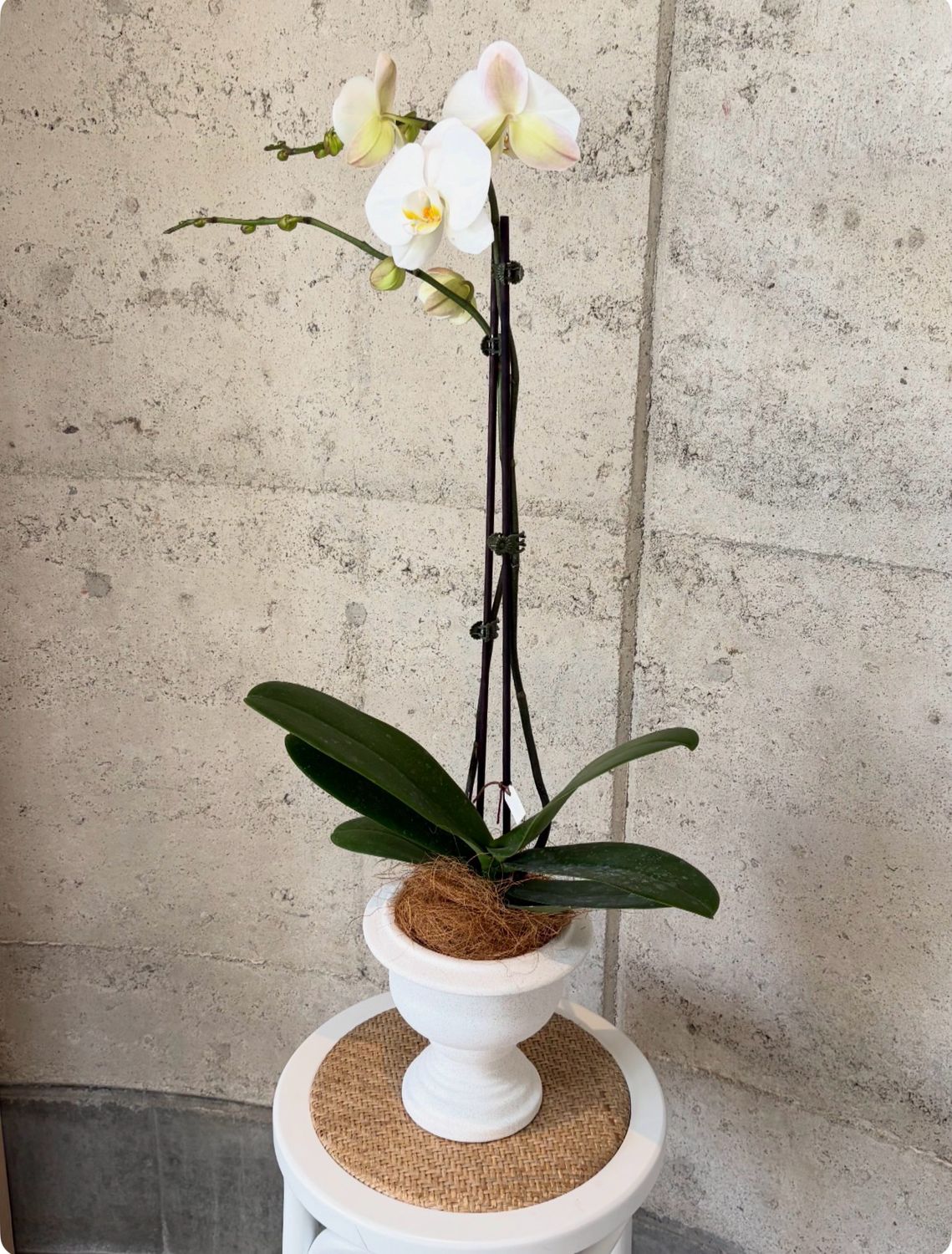 White Phalaenopsis Orchid