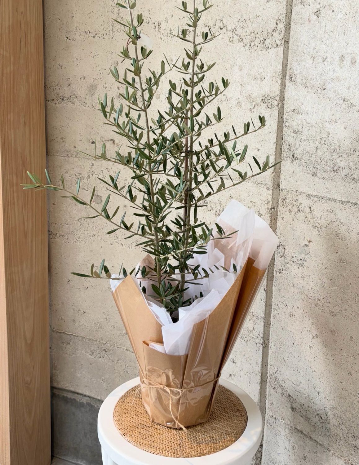 Olive Tree