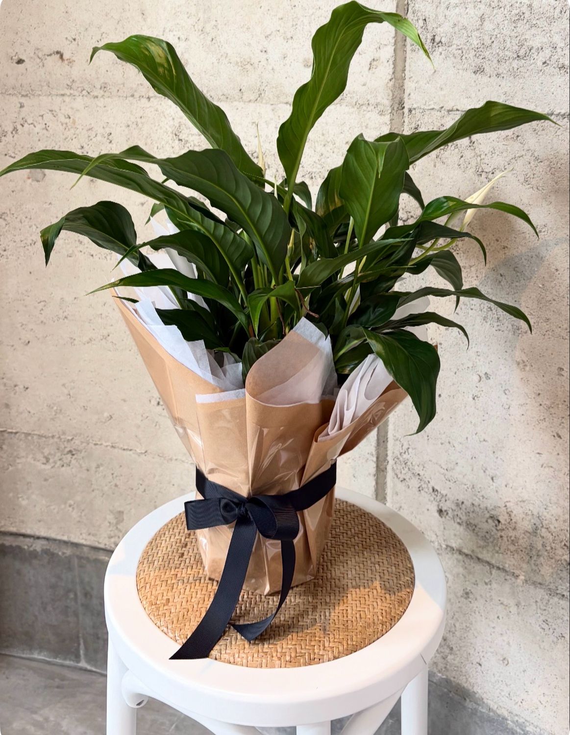 Peace Lily