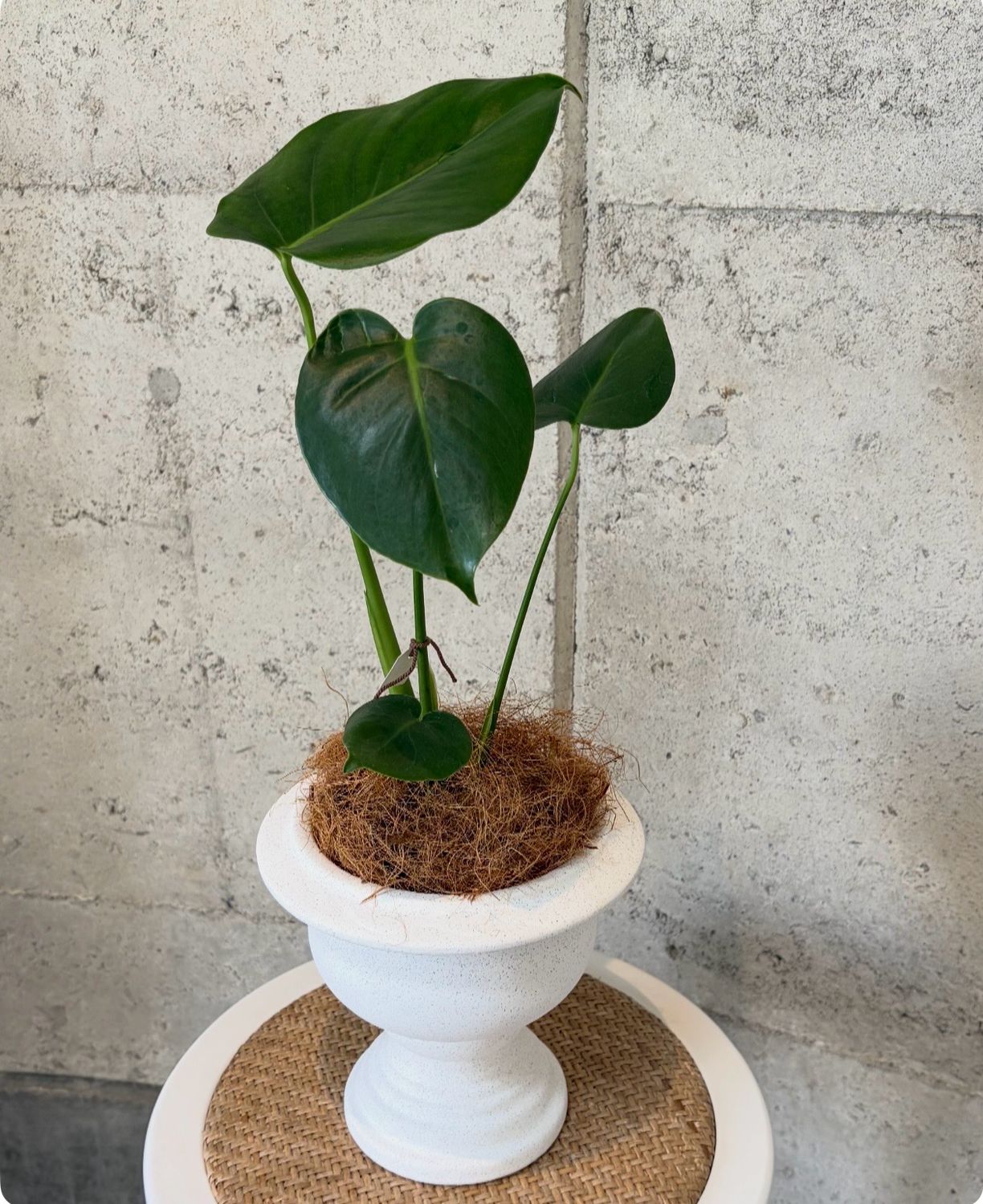 Monstera Plant
