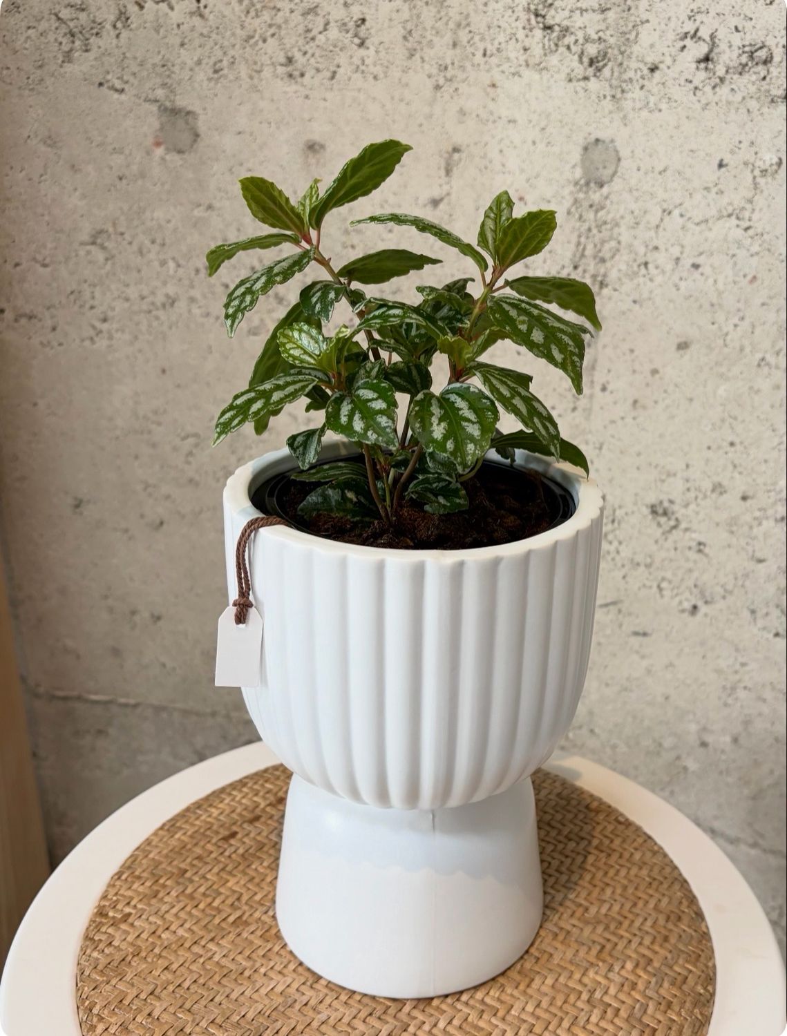 Small Indoor Plant