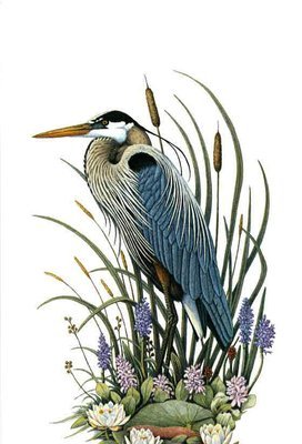 Great Blue Heron by James R. Darnell (limited edition print)