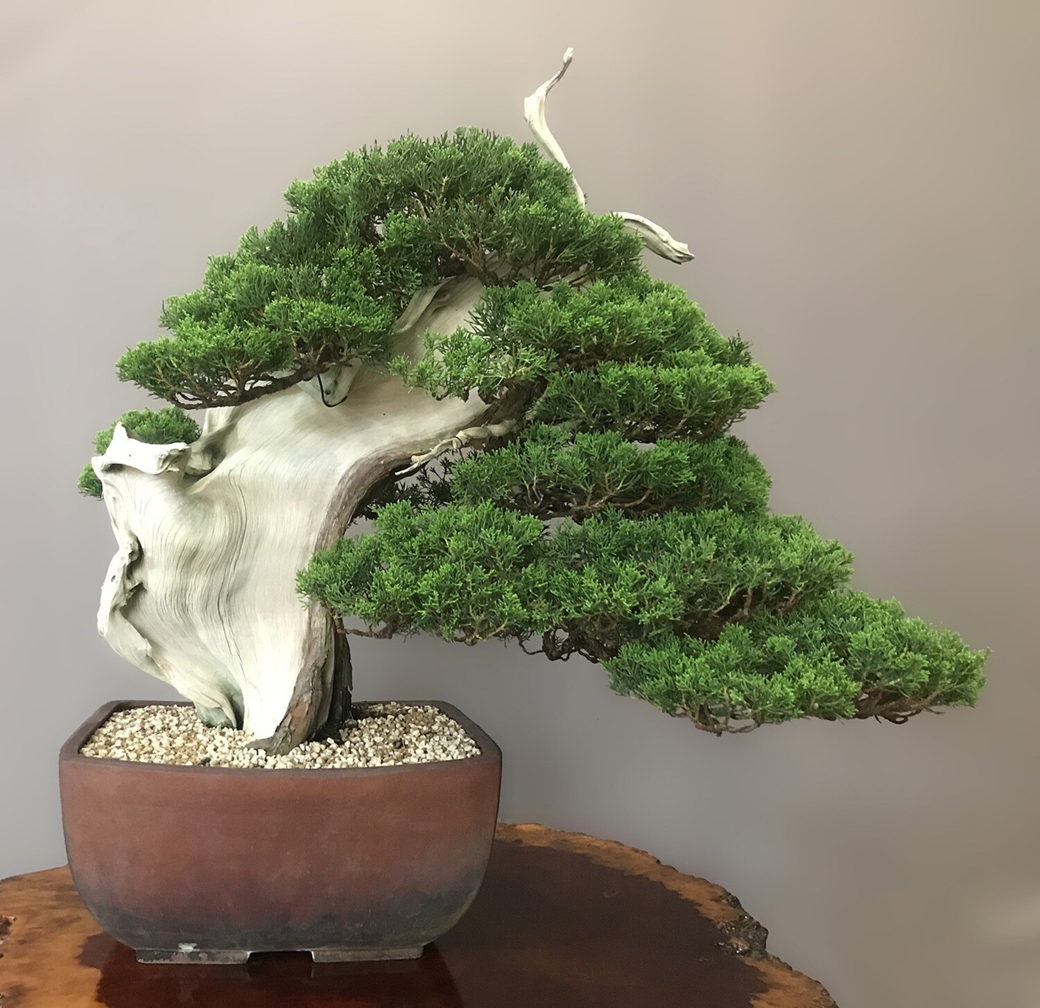 Shimpaku Itoigawa Juniper Sold