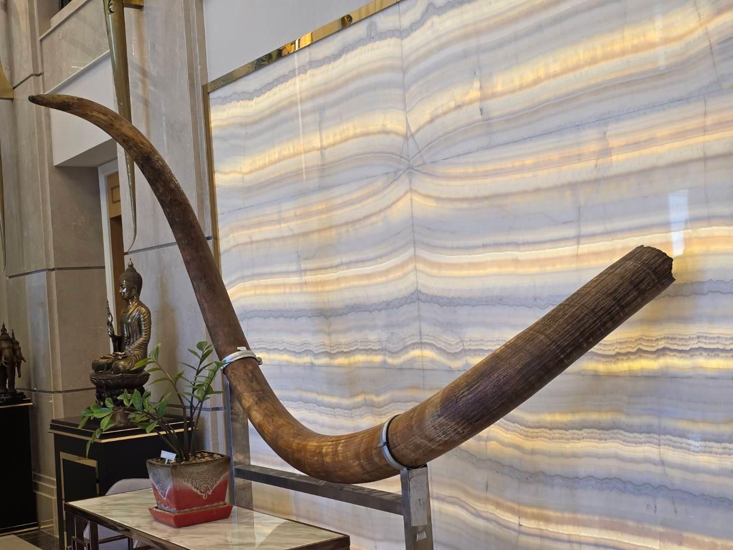 Rare Mammoth Tusk for Sale – One of the Longest Known Specimens.