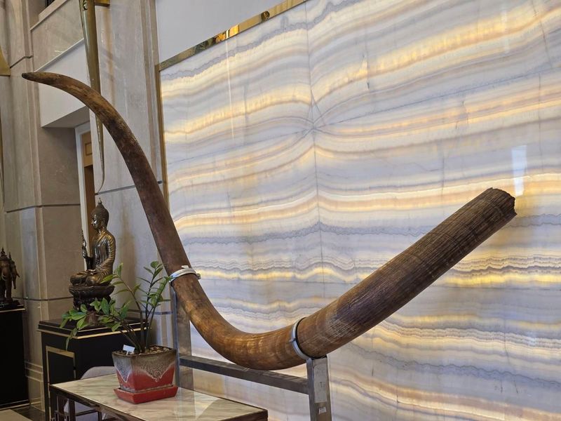 Rare Mammoth Tusk for Sale – One of the Longest Known Specimens.